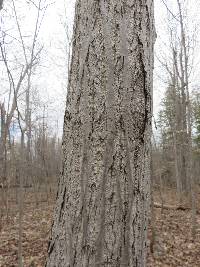 Sirococcus clavigignenti-juglandacearum image