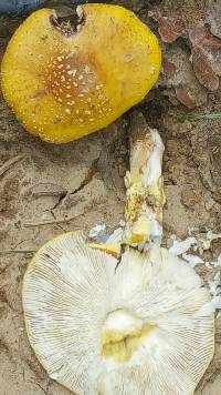 Amanita flavoconia image