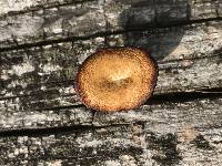 Polyporus arcularius image