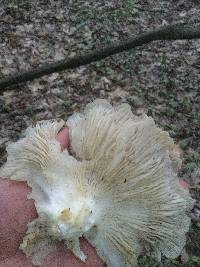 Pleurotus populinus image