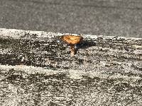 Polyporus arcularius image