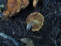 Gymnopilus junonius image