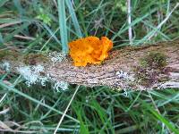 Tremella mesenterica image