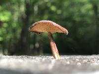 Polyporus arcularius image