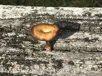 Polyporus arcularius image