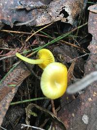 Hygrocybe chromolimonea image