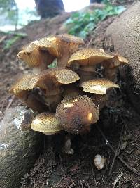 Image of Armillaria luteobubalina