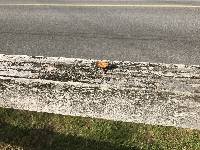 Polyporus arcularius image