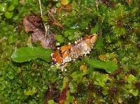 Cordyceps bassiana image