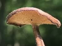 Polyporus arcularius image