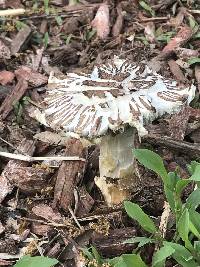 Stropharia rugosoannulata image