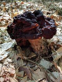 Gyromitra esculenta image