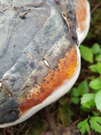 Fomitopsis pinicola image