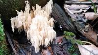 Hericium coralloides image