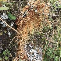 Usnea rubicunda image