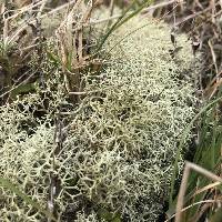 Cladonia confusa image