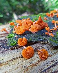 Favolaschia calocera image