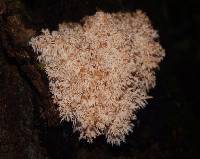 Hericium coralloides image