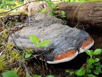 Fomitopsis pinicola image