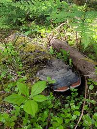 Fomitopsis pinicola image