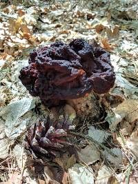 Gyromitra esculenta image