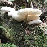 Oudemansiella australis image