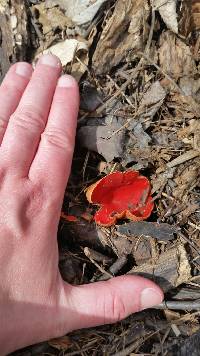 Sarcoscypha austriaca image