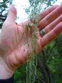 Ramalina menziesii image