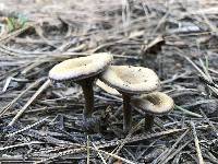 Clitocybe glacialis image