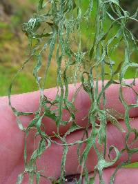 Ramalina menziesii image