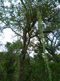 Ramalina menziesii image