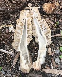 Morchella rufobrunnea image