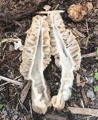 Morchella rufobrunnea image