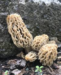 Morchella rufobrunnea image