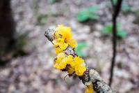 Tremella mesenterica image