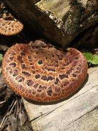 Polyporus squamosus image