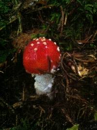 Amanita muscaria image