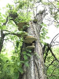 Polyporus squamosus image