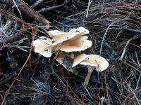 Clitocybe gibba image