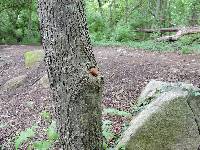 Auricularia auricula-judae image