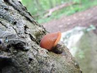 Auricularia auricula-judae image