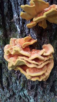 Laetiporus conifericola image