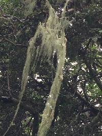 Ramalina menziesii image