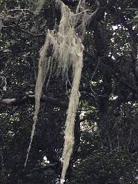 Ramalina menziesii image