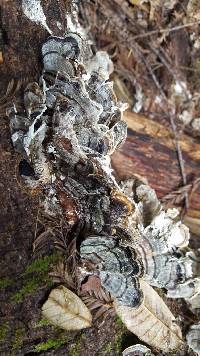 Trametes versicolor image