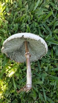 Chlorophyllum molybdites image