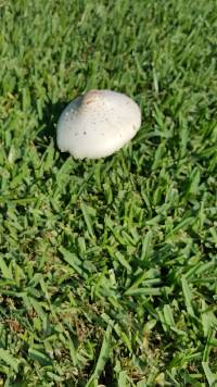 Chlorophyllum molybdites image