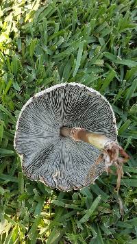 Chlorophyllum molybdites image