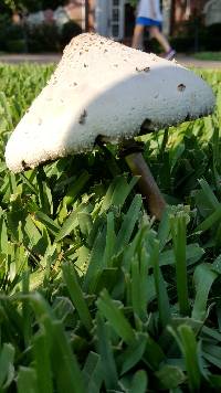 Chlorophyllum molybdites image