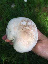 Agaricus xanthodermus image